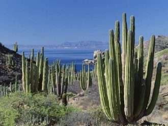 Pachycereus pringlei - Cardón gigante mexicano5
