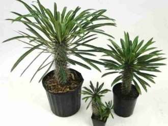 Cultivar y cuidar Pachypodium