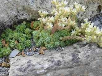 Cultivar y cuidar Rosularia (Rosularia rechingeri)