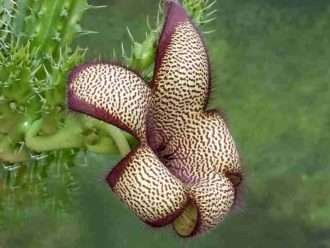 Cultivar y cuidar Tavaresia