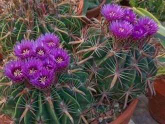 Cultivar y cuidar Ferocactus (Ferocactus latispinus)