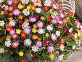 Cultivar y cuidar Delosperma