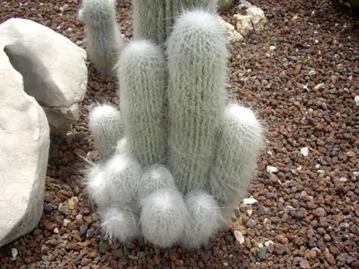 Cultivar y cuidar el cactus anciano (Cephalocereus senilis)