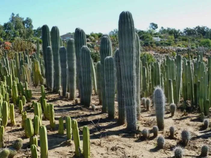 Cactus columnares de raíz