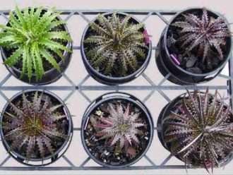 Cultivar y cuidar Dyckia