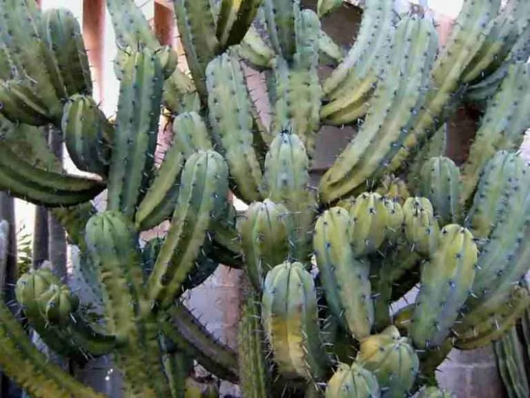 Cacto columnar (Myrtillocactus geometrizans)
