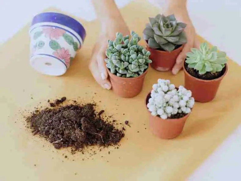 Cómo trasplantar cactus y suculentas