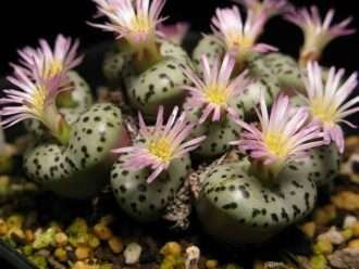 Conophytum obcordellum (bola de masa hervida)