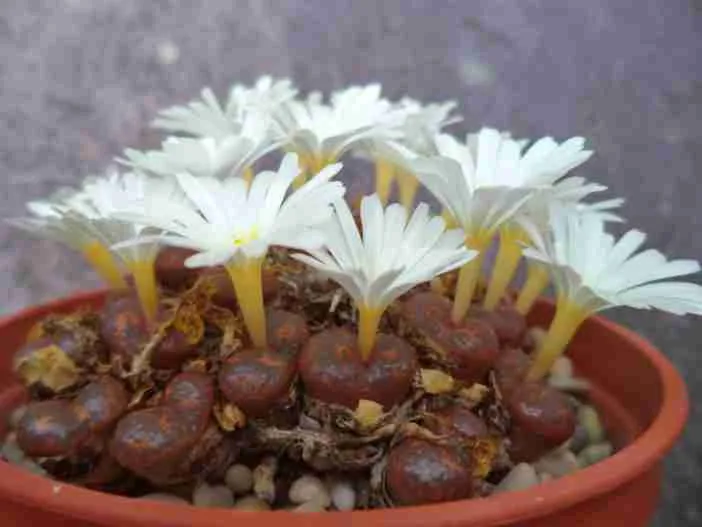 Conophytum pelucidum subsp.  cupreatum