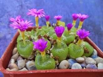 Conophytum smerenskaduense