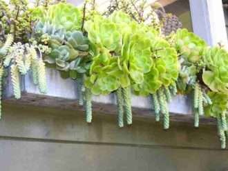 Jardinería suculenta en jardineras