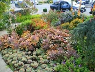 Cultivo de suculentas al aire libre