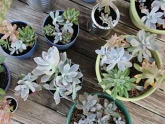 Cultivo y propagación de suculentas
