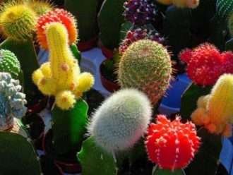 Cactus de injerto