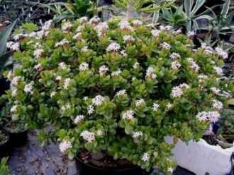 Haz que una planta de jade florezca