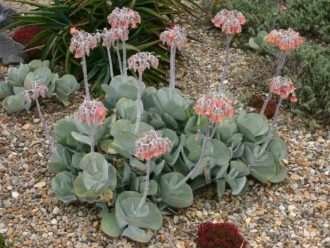 Cotiledón orbiculata (oreja de cerdo)