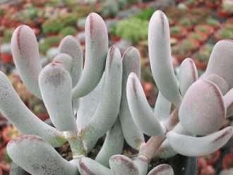 Cotiledón orbiculata var. comedores