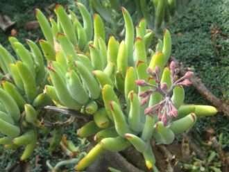 Cotiledón orbiculata var.  flanaganii