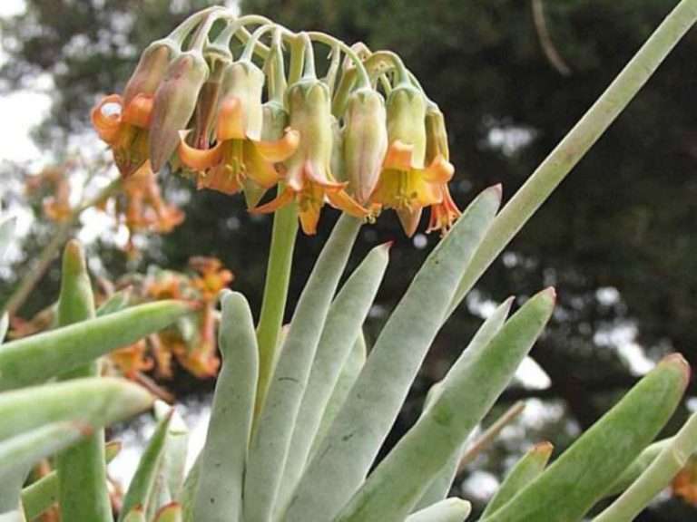 Cotiledón orbiculata var.  oblonga 'Flavida' - Aloe de dedo