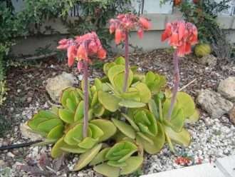 Cotiledón orbiculata var.  oblonga 'Macrantha' (oreja de cerdo verde)