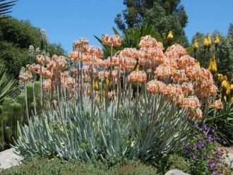 Cotiledón orbiculata var.  oblonga - Aloe de dedo
