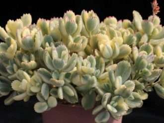 Cotiledón tomentosa f.  variegata (patas de oso abigarradas)