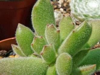 Cotiledón tomentosa subsp.  ladismithiensis (pata de oso)