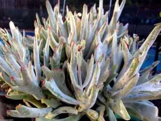 Cotiledón orbiculata 'cuerno de ciervo'