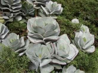 Cotyledon orbiculata 'Lighthouse Road' - Orejas de cerdo