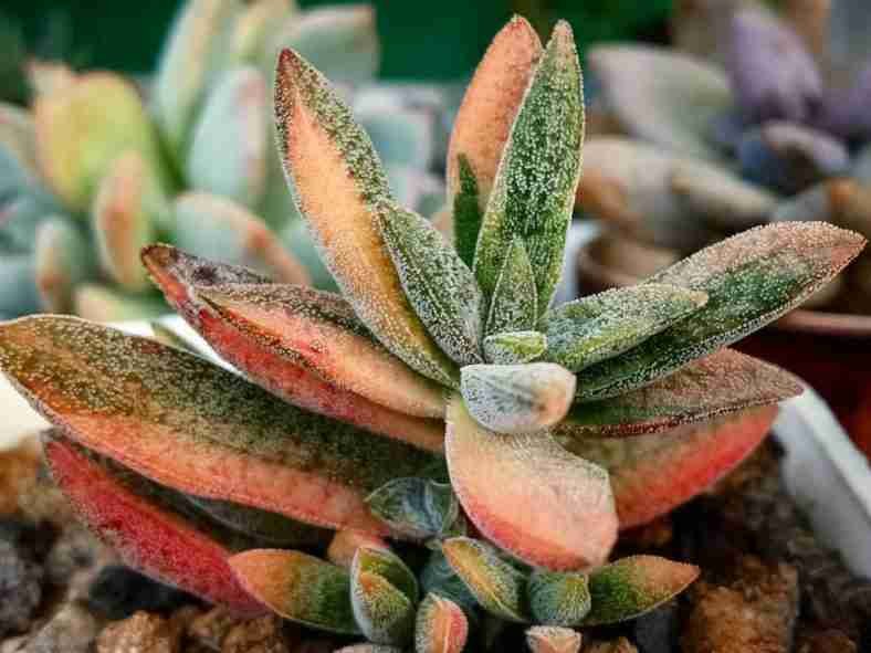 Crassula 'Justus Corderoy Variegata'