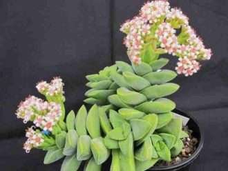 Crassula 'Primavera plateada'