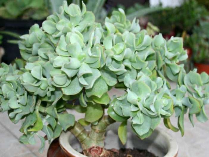 Crassula arborescens subsp.  undulatifolia (jade ondulado)