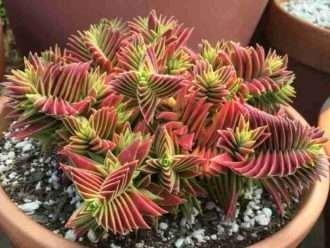 Crassula capitella subsp. thyrsiflora (pagoda roja)