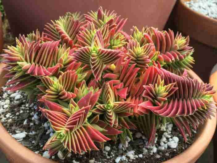 Crassula capitella subsp.  thyrsiflora (pagoda roja)