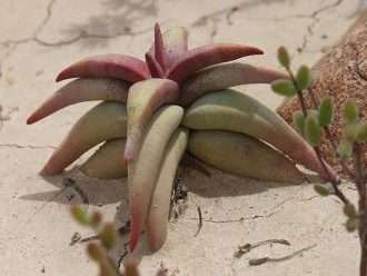 Crassula congesta subsp. laticéfala