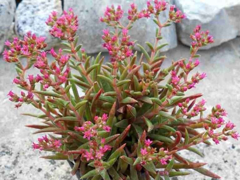 Crassula exilis subsp.  schmidtii (lengua de hada) también conocido como Crassula schmidtii