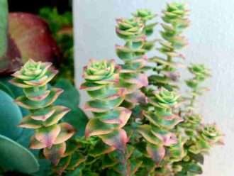 Crassula perforata 'Variegata' (Cadena de botones abigarrada)