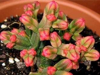 Crassula pyramidalis (Pagoda Mini Jade)