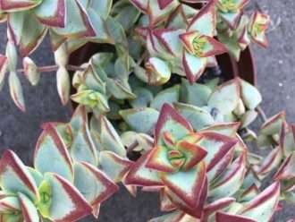 Crassula rupestris 'Alto voltaje'