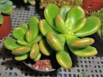 Cremnophila linguifolia