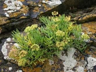 Crithmum maritimum (Rock Samphire)