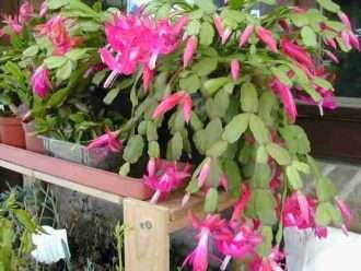 Replantar cactus de Navidad