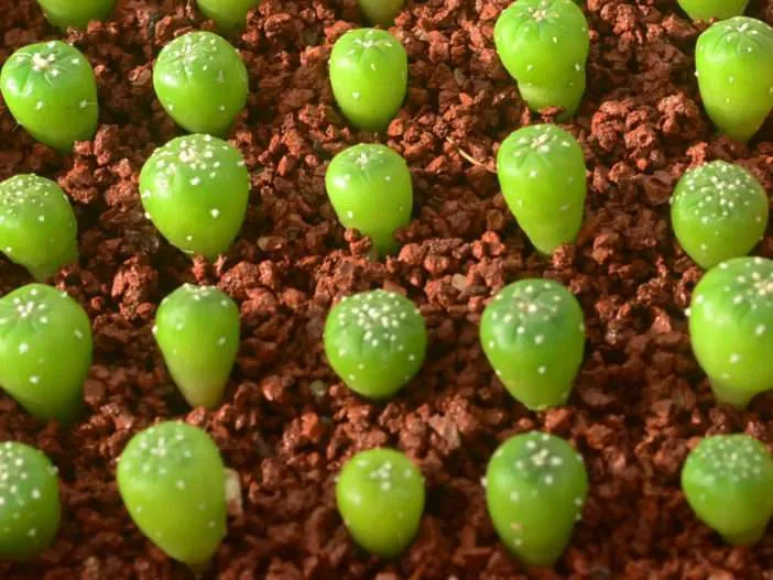 Cultivo de cactus a partir de semillas
