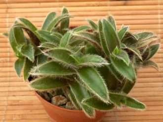 Cyanotis somaliensis (orejas de gatito)