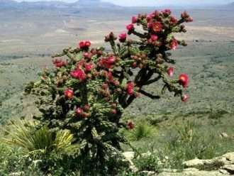 Cylindropuntia imbricata (Árbol Cholla)