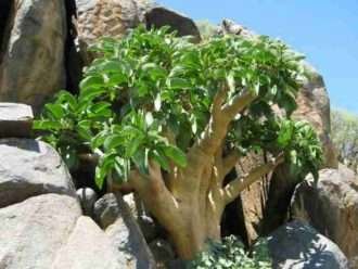 Cyphostemma currorii (Árbol de Cobas)