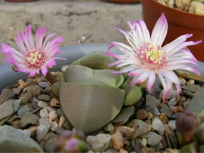 Didymaotus lapidiformis - Piedra espiritual