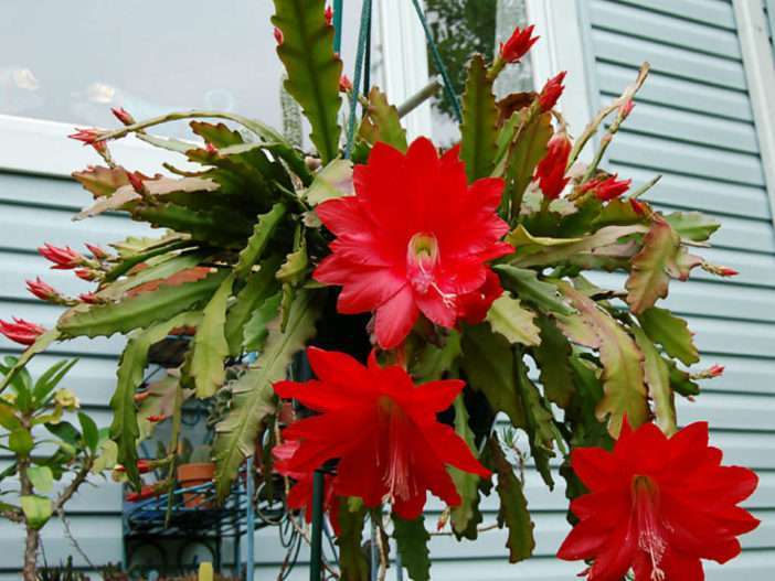 Disocactus ackermannii (Cactus orquídea roja)
