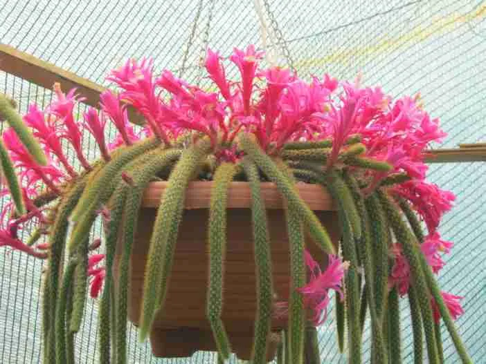 Disocactus flagelliformis (cactus cola de rata)