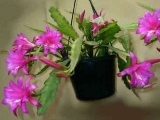 Disocactus nelsonii